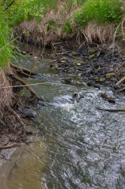 Vahşi manzaralı sığ bir orman nehri. Orman küçük nehir vahşi doğası. Vahşi nehir kolları. Orman dere eşiği görünümü.