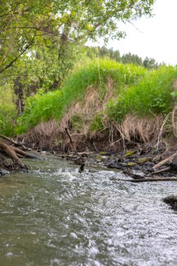 Vahşi manzaralı sığ bir orman nehri. Orman küçük nehir vahşi doğası. Vahşi nehir kolları. Orman dere eşiği görünümü.