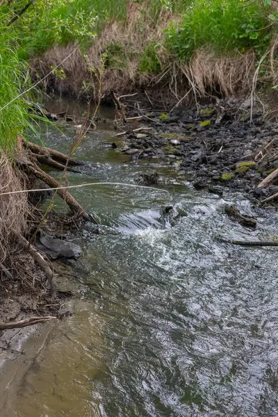 Vahşi manzaralı sığ bir orman nehri. Orman küçük nehir vahşi doğası. Vahşi nehir kolları. Orman dere eşiği görünümü.