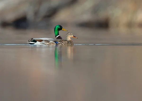 Mallard