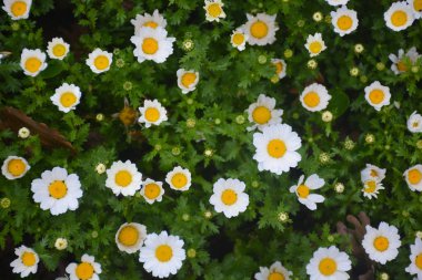 islamic background vector illustration, mosque,  ramadan