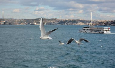 islamic background vector illustration, mosque,  ramadan