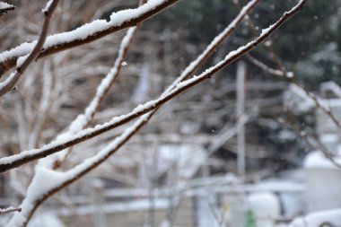 Koyun arkaplan resimleme