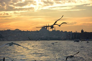 Koyun arkaplan resimleme