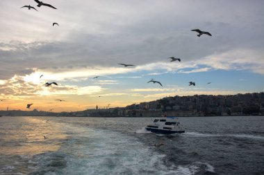 Koyun arkaplan resimleme