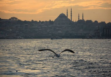 Koyun arkaplan resimleme