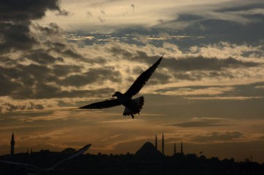 Koyun arkaplan resimleme