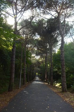 Koyun arkaplan resimleme