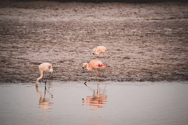 Flamingos Přírodním Prostoru Plavání Stravování — Stock fotografie