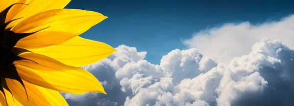 Подсолнух Крупным Планом Над Эпическими Белыми Облаками Голубом Фоне Летнего — стоковое фото