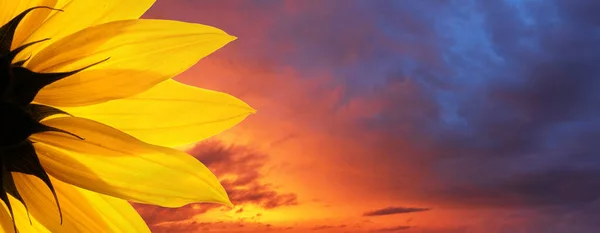 Sonnenblume Nahaufnahme Über Epischen Sonnenuntergang Himmel Hintergrund lizenzfreie Stockbilder