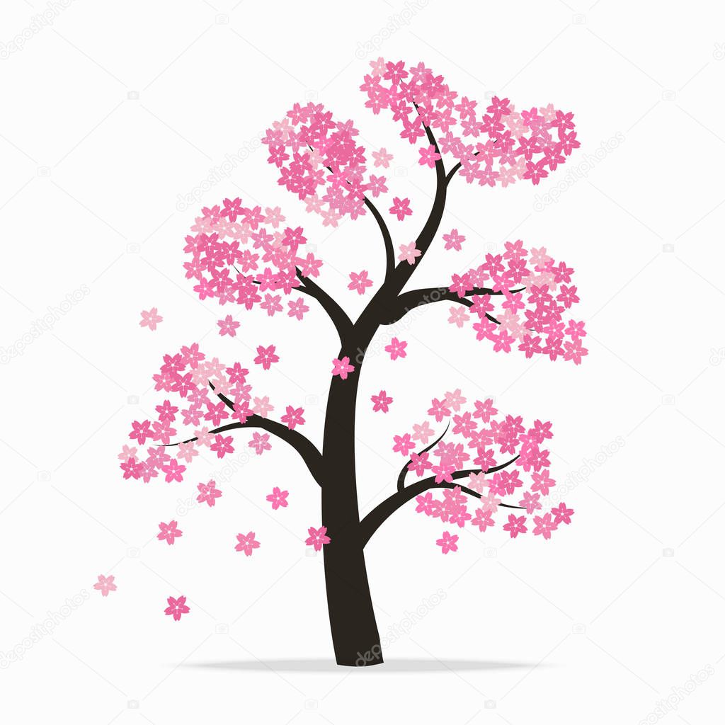 Sakura tree on white background.