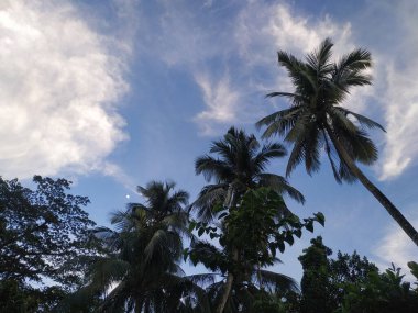 Hindistan cevizi ağacı köyü görünümü arka plan