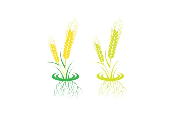 Rolnictwo Pszenica Logo Szablon Ikona Wektor Projekt Uszy Pszenicy Jęczmienia — Wektor stockowy