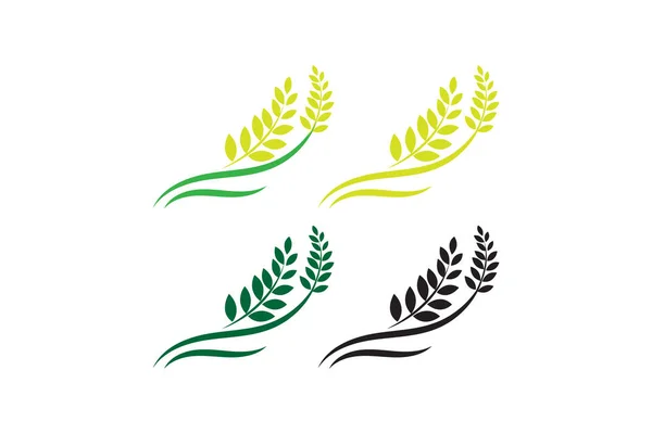 Landwirtschaft Weizen Logo Vorlage Vektor Symbol Design Ähren Gerste Oder — Stockvektor