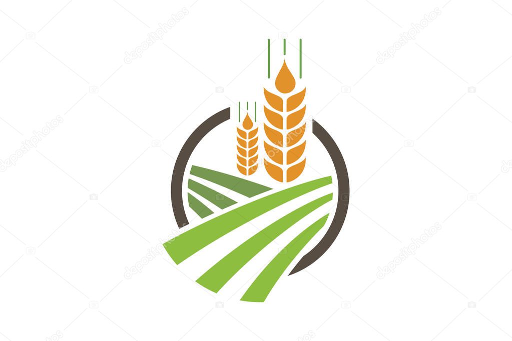 Agriculture wheat Logo Template vector icon design, Ears of Wheat, Barley or Rye vector visual graphic icons, Agriculture icon. Vector concept illustration for design. wheat multi-color icon. Elements of farm set. Simple icon for websites,