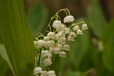 Çiçek yakın plan ve çiçekler açık alanda yaprak döken orman havası manzaralı bir sürü ağaç.