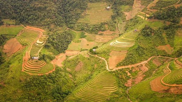 Paisagem típica vietnamita na primavera com campos de arroz — Fotografia de Stock