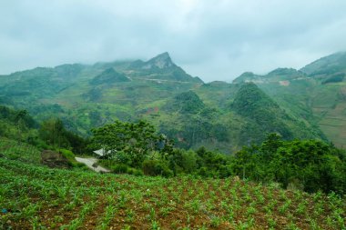 Tipik Vietnam manzarası ilkbaharda pirinç tarlalarıyla