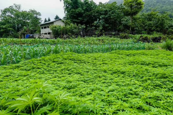 Typical Vietnamese landscape in spring with hemp for medical purposes — Stock Photo, Image