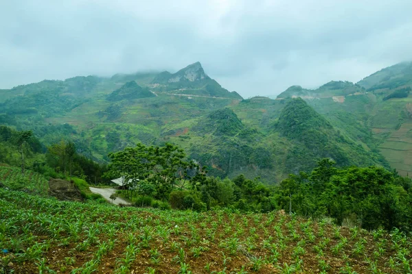 Tipik Vietnam manzarası ilkbaharda pirinç tarlalarıyla