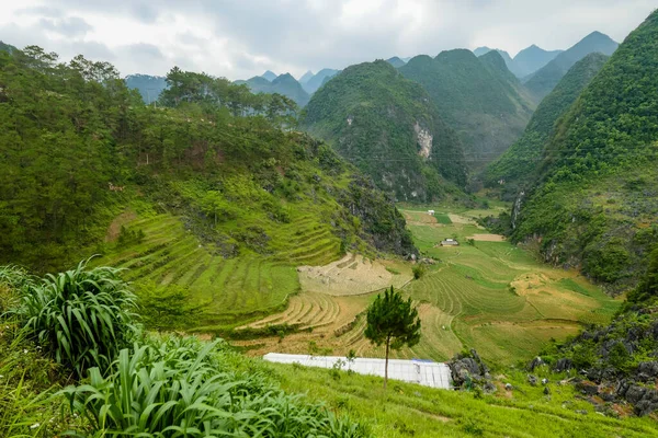 Paisagem típica vietnamita na primavera com campos de arroz — Fotografia de Stock