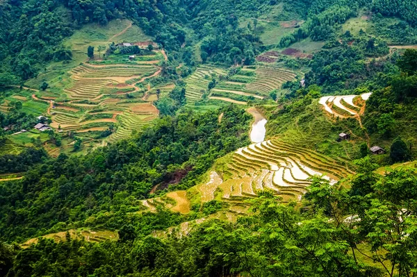 Typiskt vietnamesiskt landskap på våren med risfält — Stockfoto
