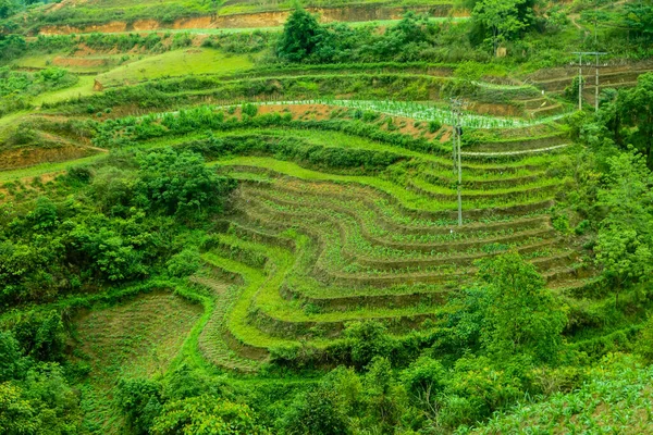 Paisagem típica vietnamita na primavera com campos de arroz — Fotografia de Stock