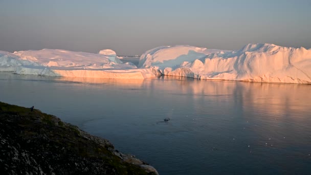Grönlandi púpos bálnákat nézünk, ahogy a partról keszegnek. — Stock videók