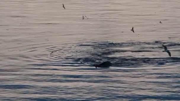 Schwimmender Walkeporkak auf der Meeresoberfläche — Stockvideo