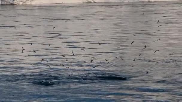 Schwimmender Walkeporkak auf der Meeresoberfläche — Stockvideo