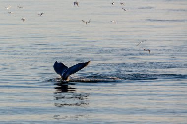 Grönland Ilulissat buzulları okyanusta yüzen balinalar ve kuyruklarla