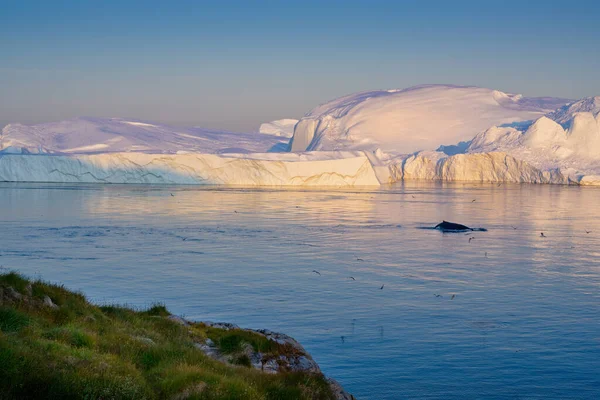 Grönland Ilulissat buzulları okyanusta Rina balığı kaporaklarıyla — Stok fotoğraf