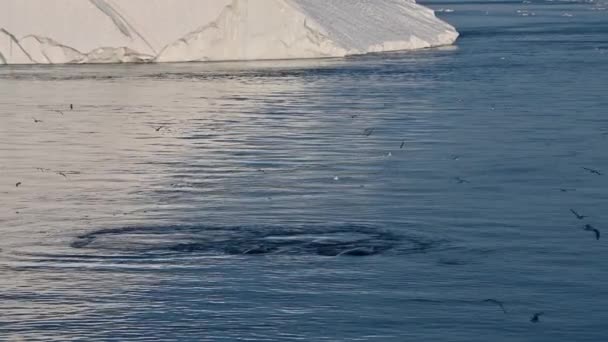 Плаваючий кит Кефкорка на поверхні океану — стокове відео