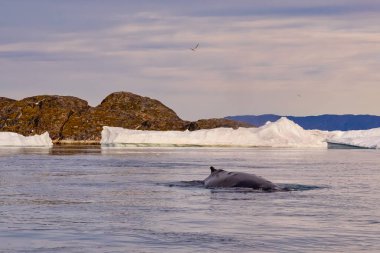 Grönland Ilulissat buzulları okyanusta yüzen balinalar ve kuyruklarla