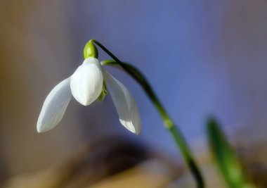 Kar damlası Kışın ve baharın ilk çiçeği