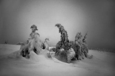 Donmuş ağaçlar ve bakir doğa. Kış durgun.