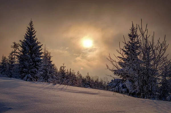 Замерзшие деревья со снежной девственностью — стоковое фото