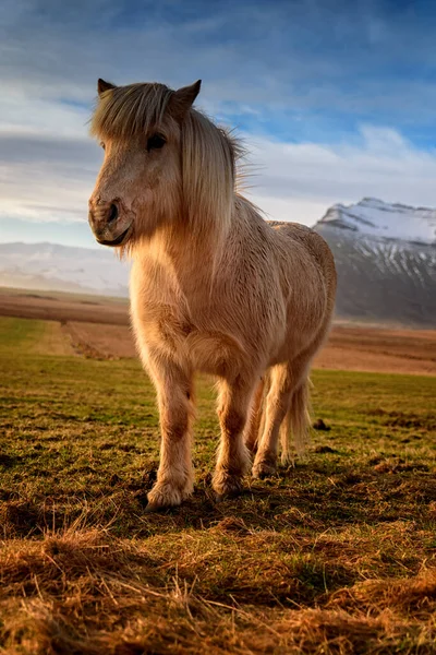 Islandský kůň - plemeno koní vyvinuté na Islandu při západu slunce — Stock fotografie