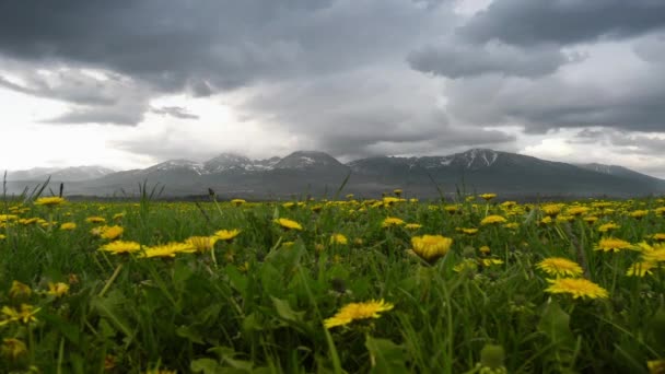 Післяобідні хмари з закритими жовтими кульбабами квіти таймлапс відео — стокове відео