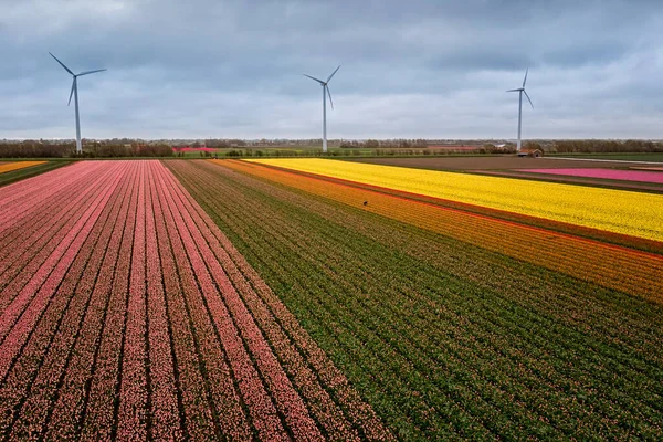 Hollandia táj virágok, tulipánok és a szélenergia — Stock Fotó