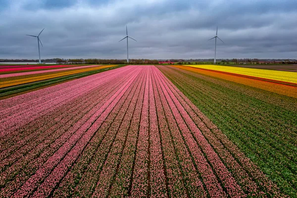 Hollandia táj virágok, tulipánok és a szélenergia — Stock Fotó