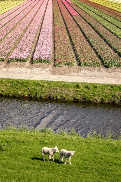Holland táj virágok, tulipánok és juhok — Stock Fotó