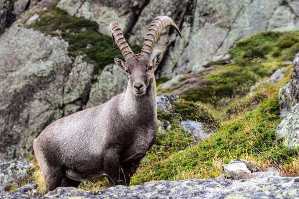 Альпійський козел серед скель сцена дикої природи з красивою твариною — стокове фото