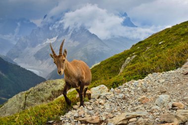 Kayaların arasındaki dağ keçisi. Güzel bir hayvanla vahşi yaşam sahnesi.