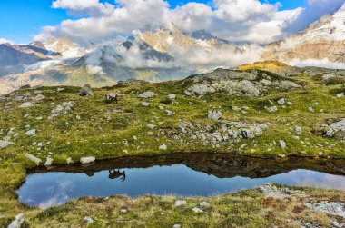 Kayaların arasındaki dağ keçisi. Güzel bir hayvanla vahşi yaşam sahnesi.