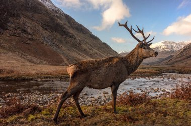 Oto, Glencoe, Batı Highlands 'taki Kızıl Geyik Geyiği