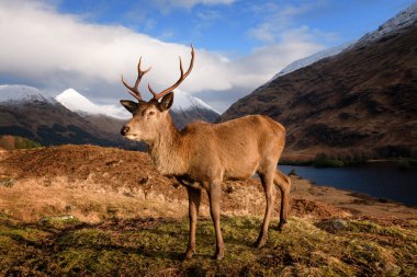 Oto, Glencoe, Batı Highlands 'taki Kızıl Geyik Geyiği
