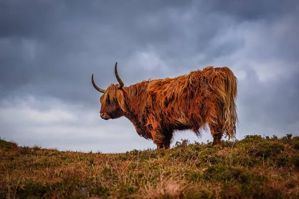 Шотландська високогірна худоба лежить на траві з небом. — стокове фото