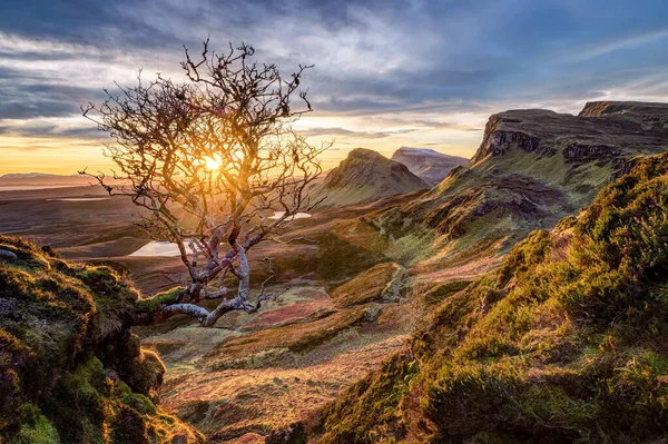 Quiraing 'deki küçük ağaç, Skye Adası, İskoçya